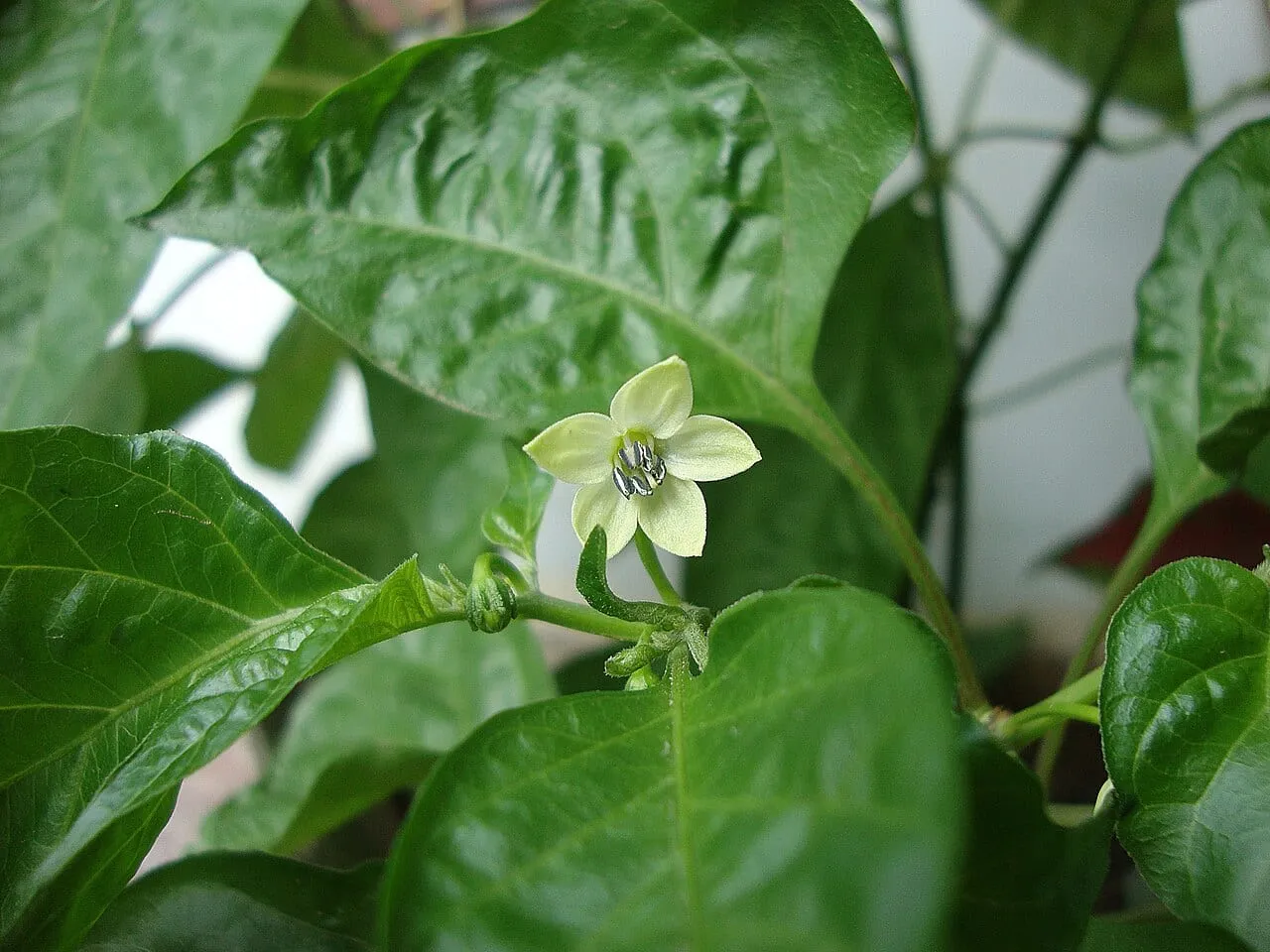 A single cream-white pepper flower with grey anthers, open on a pepper plant among glossy dark green leaves, with an unopened bud beside it.