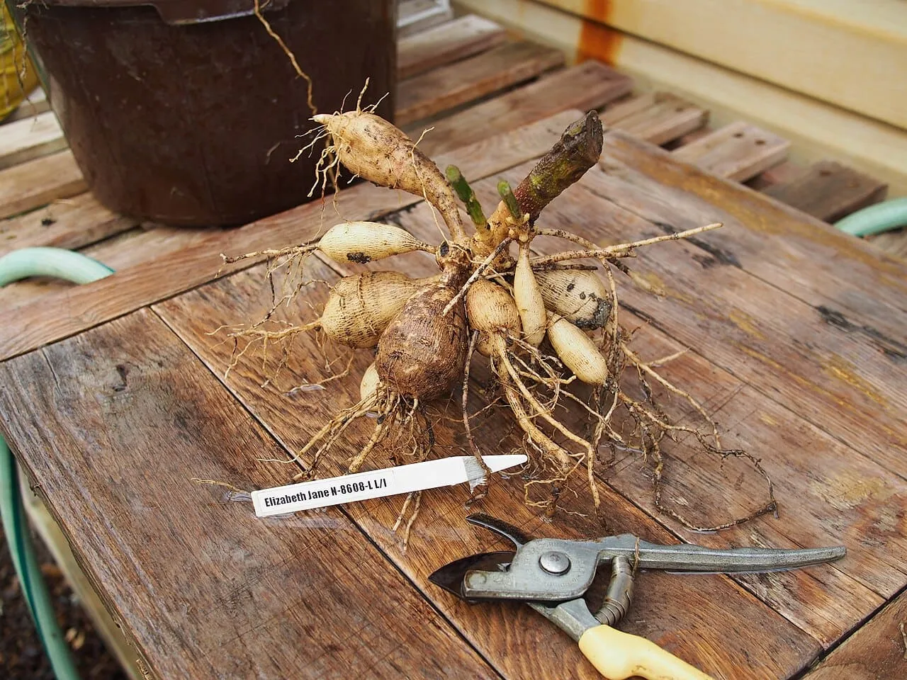 A lifted dahlia tuber clump with soil removed, the necks and storage roots clearly visible.