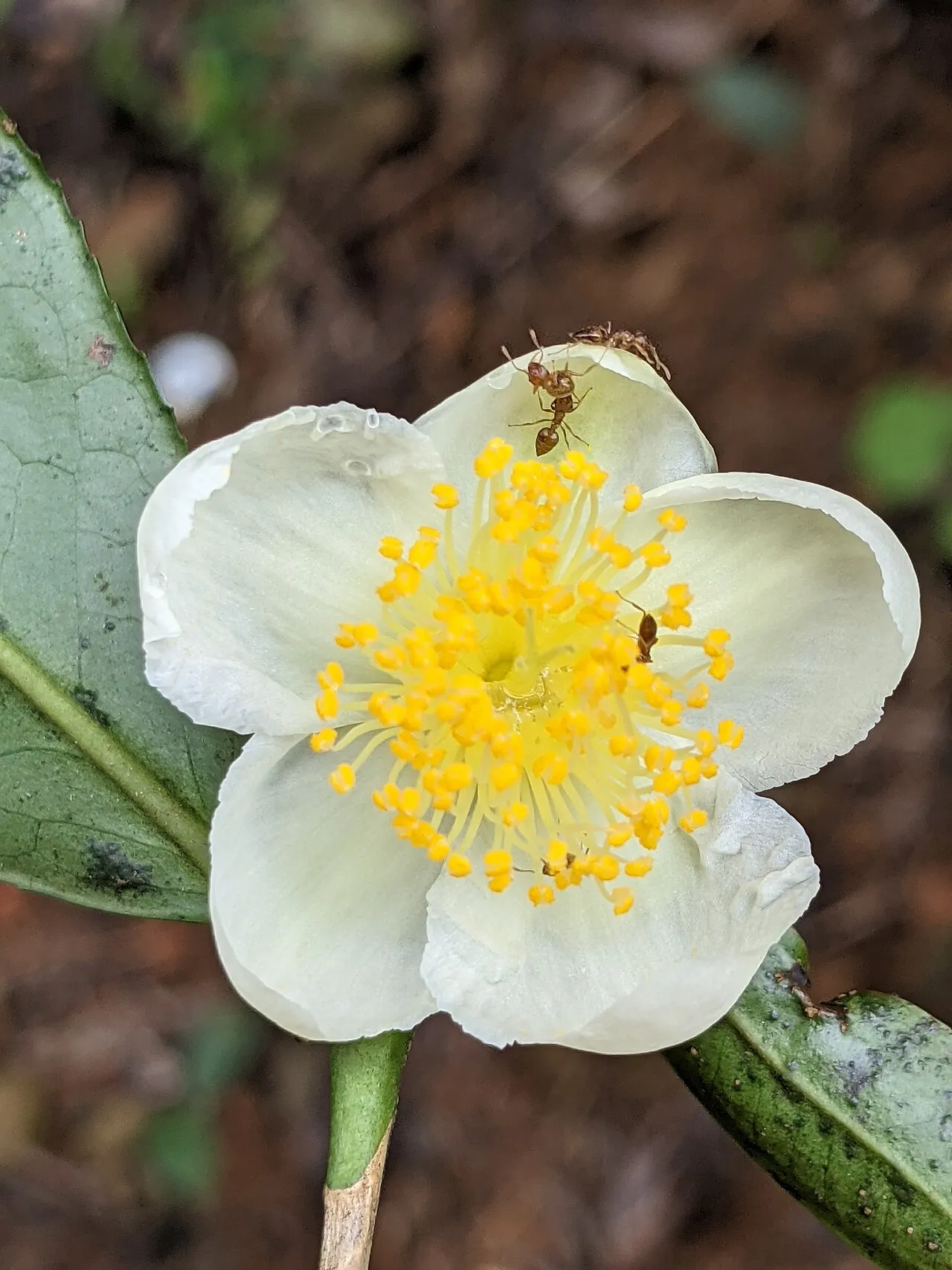 A white tea plant flower with five rounded petals around a dense boss of yellow stamens, with glossy serrated tea leaves behind it.