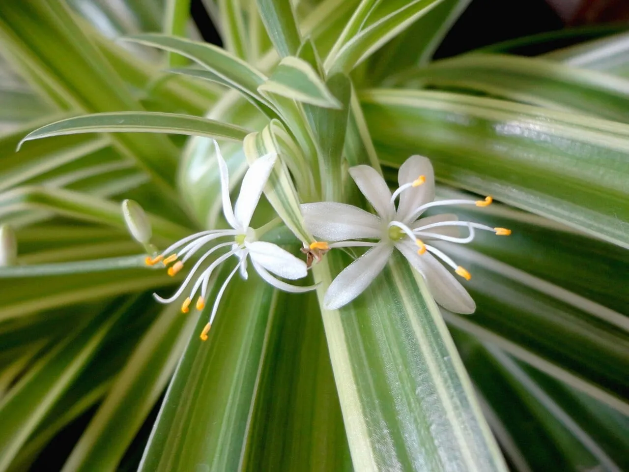 Close view of a spider plant, showing cream-striped strap leaves and two small white flowers.
