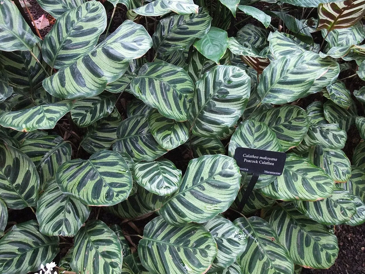 A stand of peacock calathea, leaves patterned with dark green brushstrokes, several showing brown crisping along their margins.