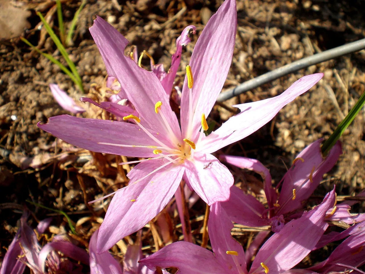 Pink-lilac star-shaped autumn crocus flowers with six pointed tepals and six yellow anthers, emerging straight out of bare soil with no leaves around them.