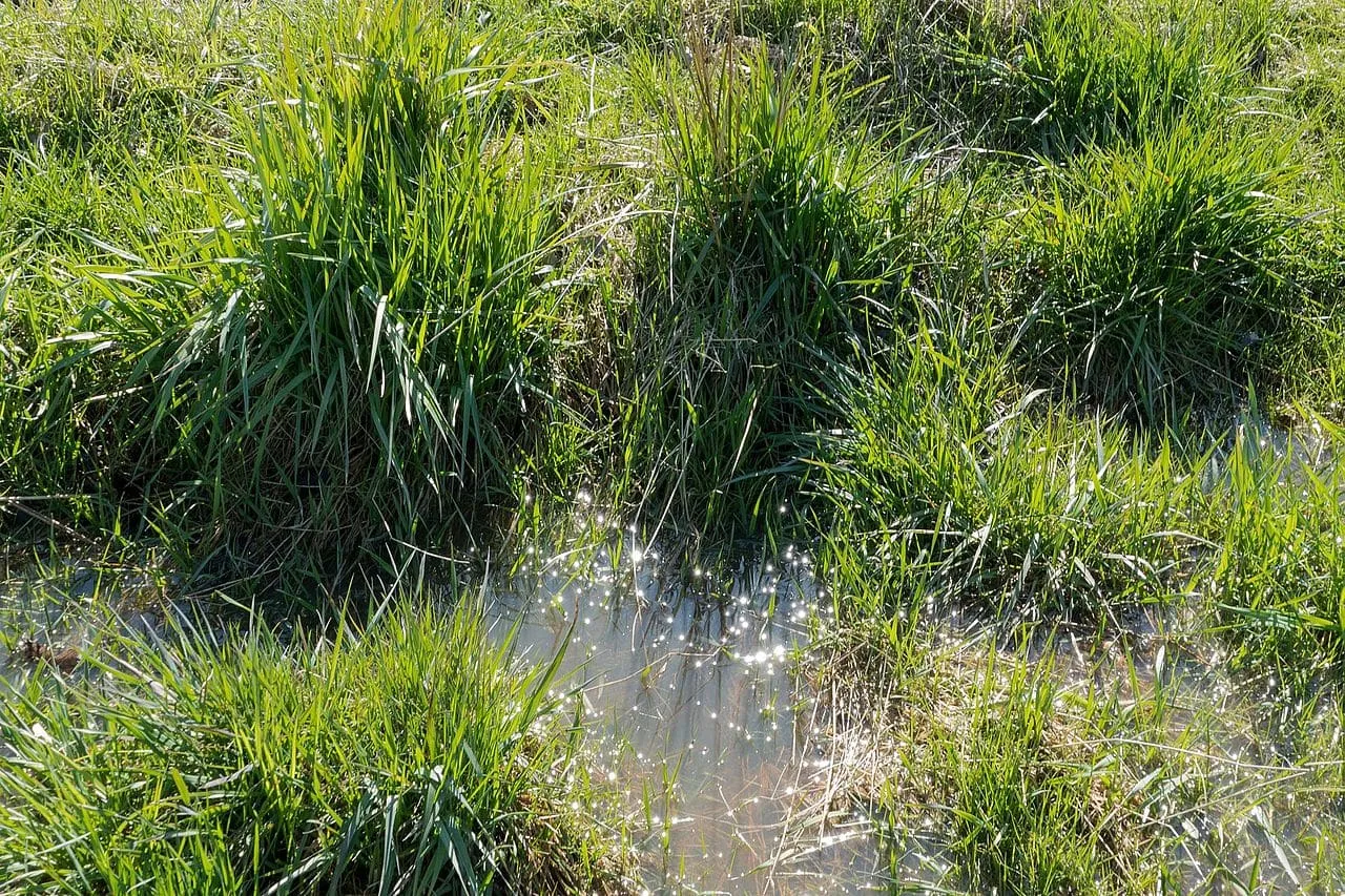 Standing water pooled on grass around tufts of vegetation after heavy rain.
