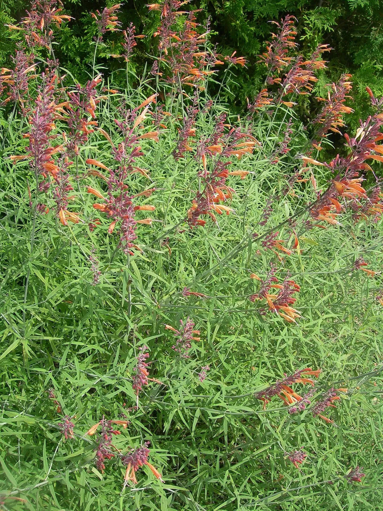 Airy spikes of slender orange tubular flowers with dusky purple calyces rising above narrow grey-green leaves, in front of a dark conifer hedge.