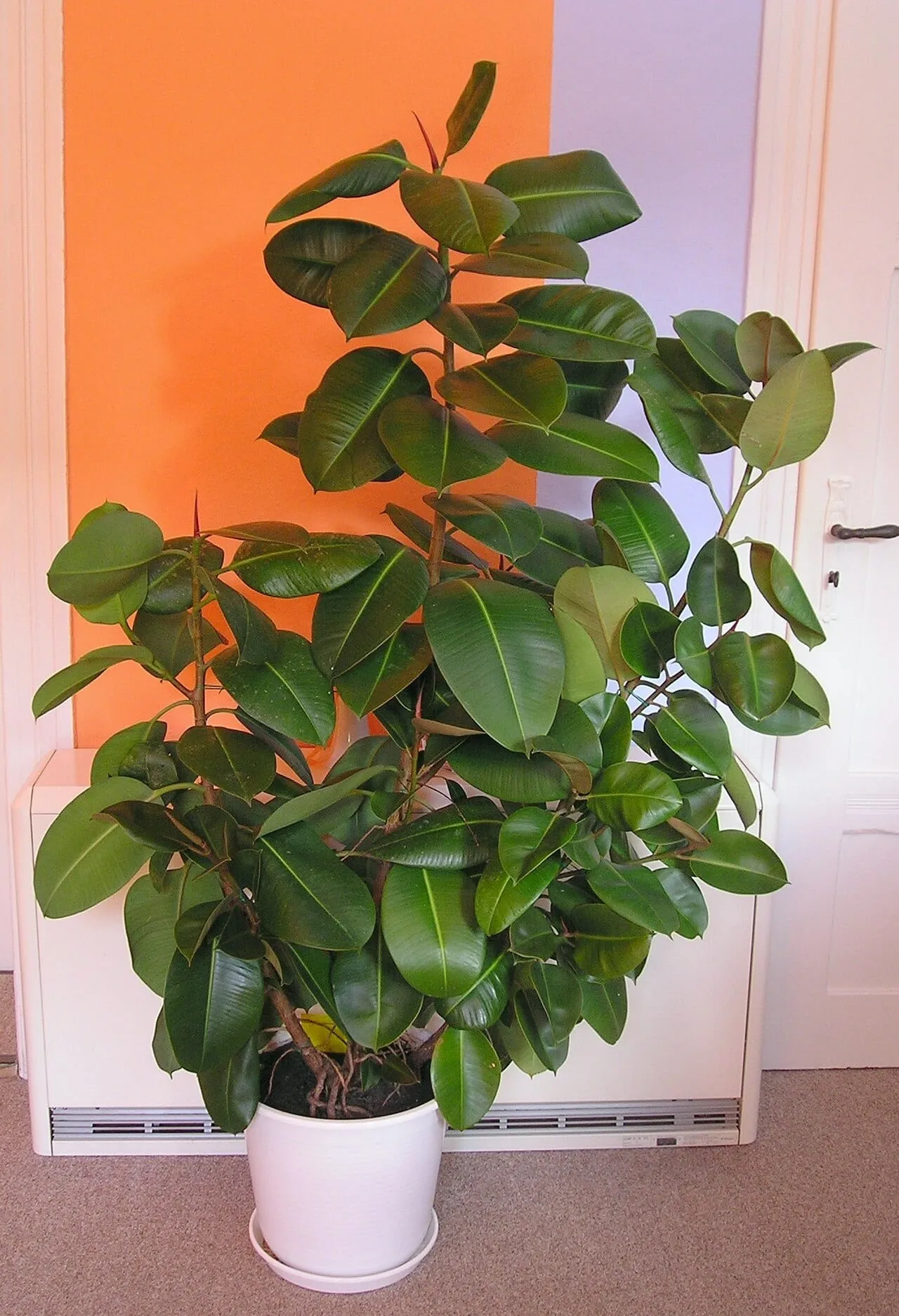 A large potted rubber plant with glossy dark green leaves, standing indoors against an orange wall.