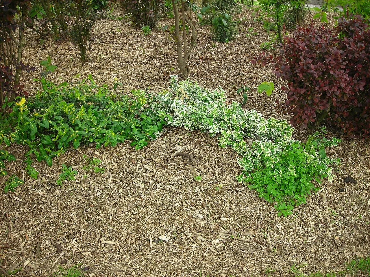 A garden bed mulched with coarse wood chips around established plants.