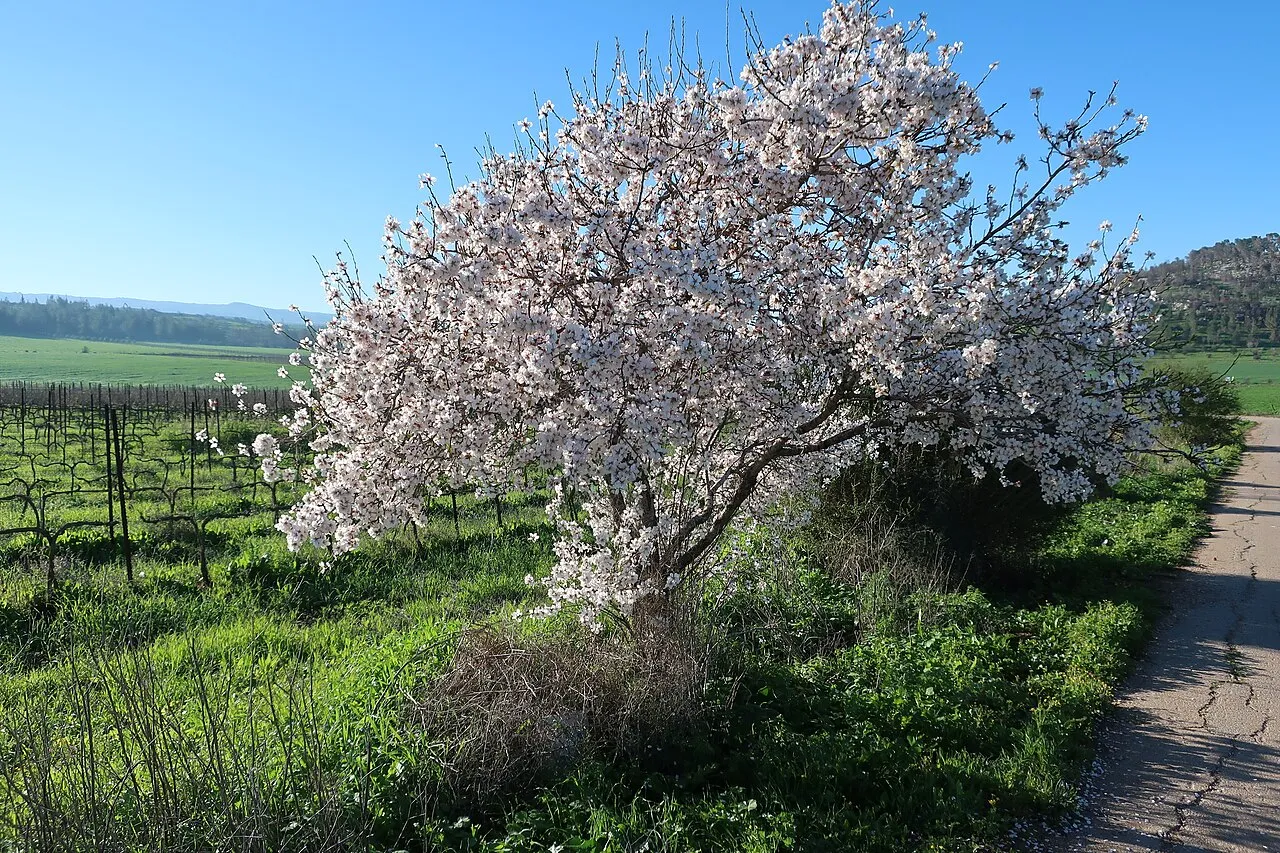 An almond tree covered in pale pink and white blossom on completely bare branches, standing beside a dormant vineyard with green hills behind.