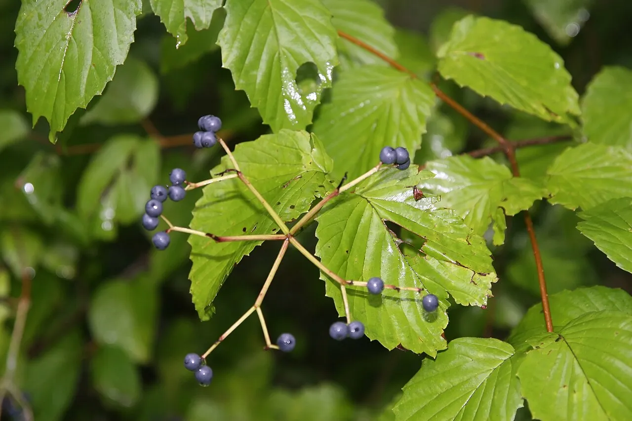 Clusters of small blue-black arrowwood viburnum berries on pinkish stalks, surrounded by coarsely toothed, deeply veined green leaves.