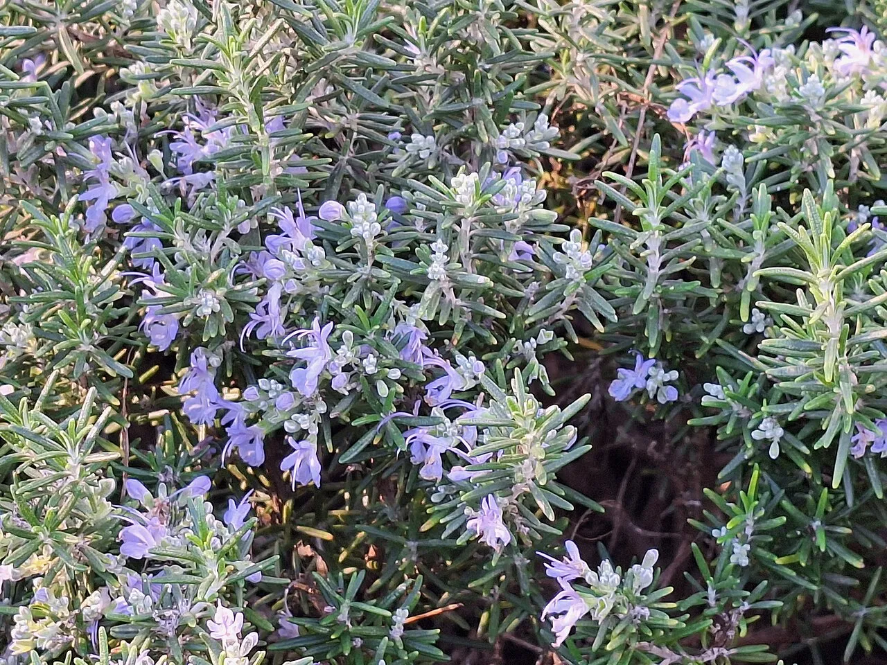 A dense rosemary shrub in full bloom, its needle-like grey-green leaves covered in small two-lipped pale blue flowers.