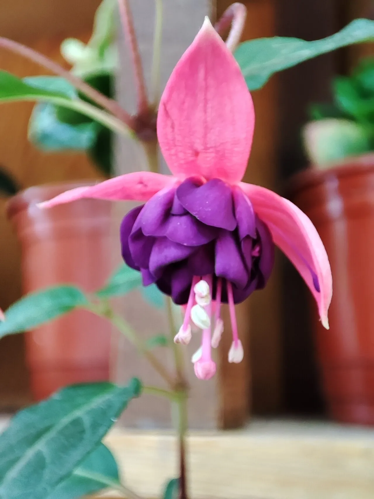 A single double fuchsia flower hanging from a stem, with swept-back pink sepals above a deep purple ruffled corolla and long pink stamens trailing below.
