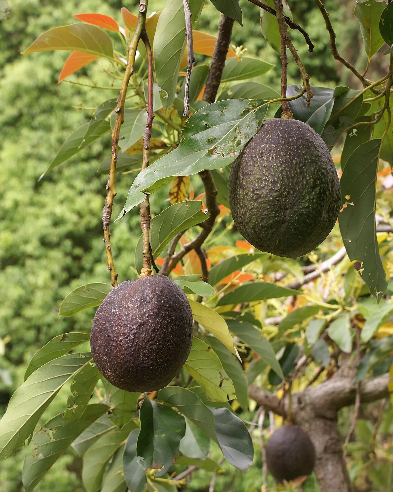 Two ripening dark-skinned avocados hanging from a branch, surrounded by long glossy green leaves with bronze-tinted new growth behind.