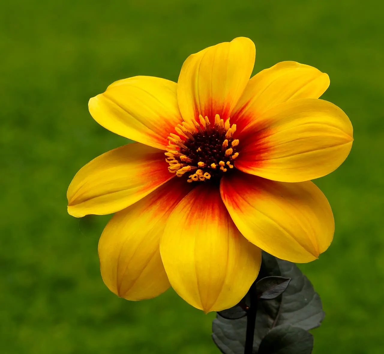 A deep orange-red dahlia in full bloom against dark foliage.