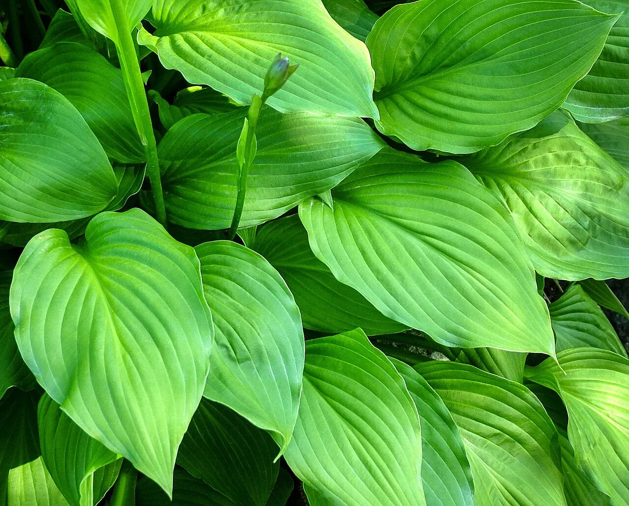 A dense clump of green hosta leaves with deeply impressed parallel veins, with a flower scape and unopened bud rising between them.