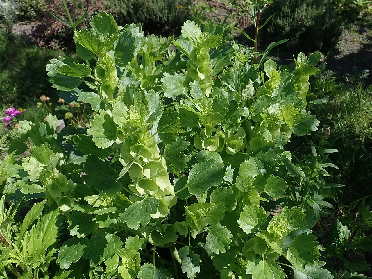 Upright stems of bells of Ireland stacked with pale green shell-shaped calyces, surrounded by scalloped mint-family leaves in a sunny border.