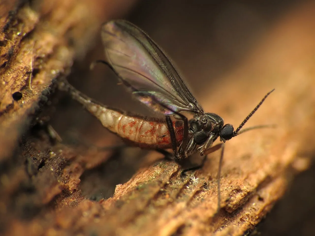 Close macro of an adult dark-winged fungus gnat: dark slender body, one pair of clear wings, long delicate legs and beaded antennae.