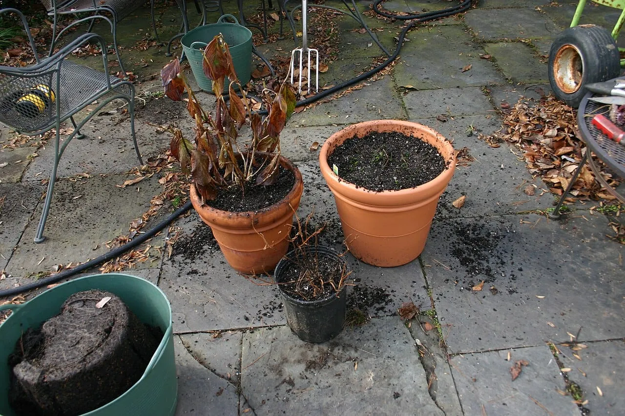 Three plants freshly repotted into pots of dark, open-textured potting mix.