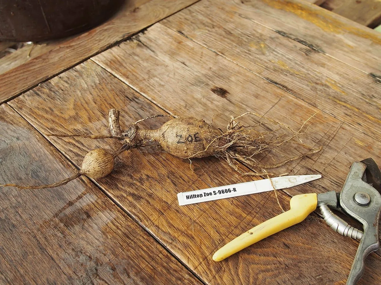 A dahlia tuber clump held in the hand, showing the fleshy storage roots joined at a central stem.