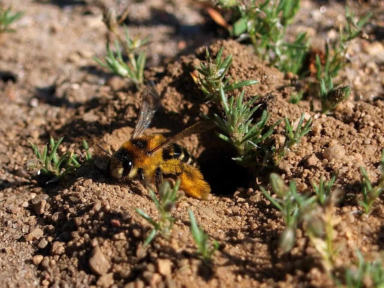 A solitary bee with dense pale hair on its hind legs resting on a leaf.