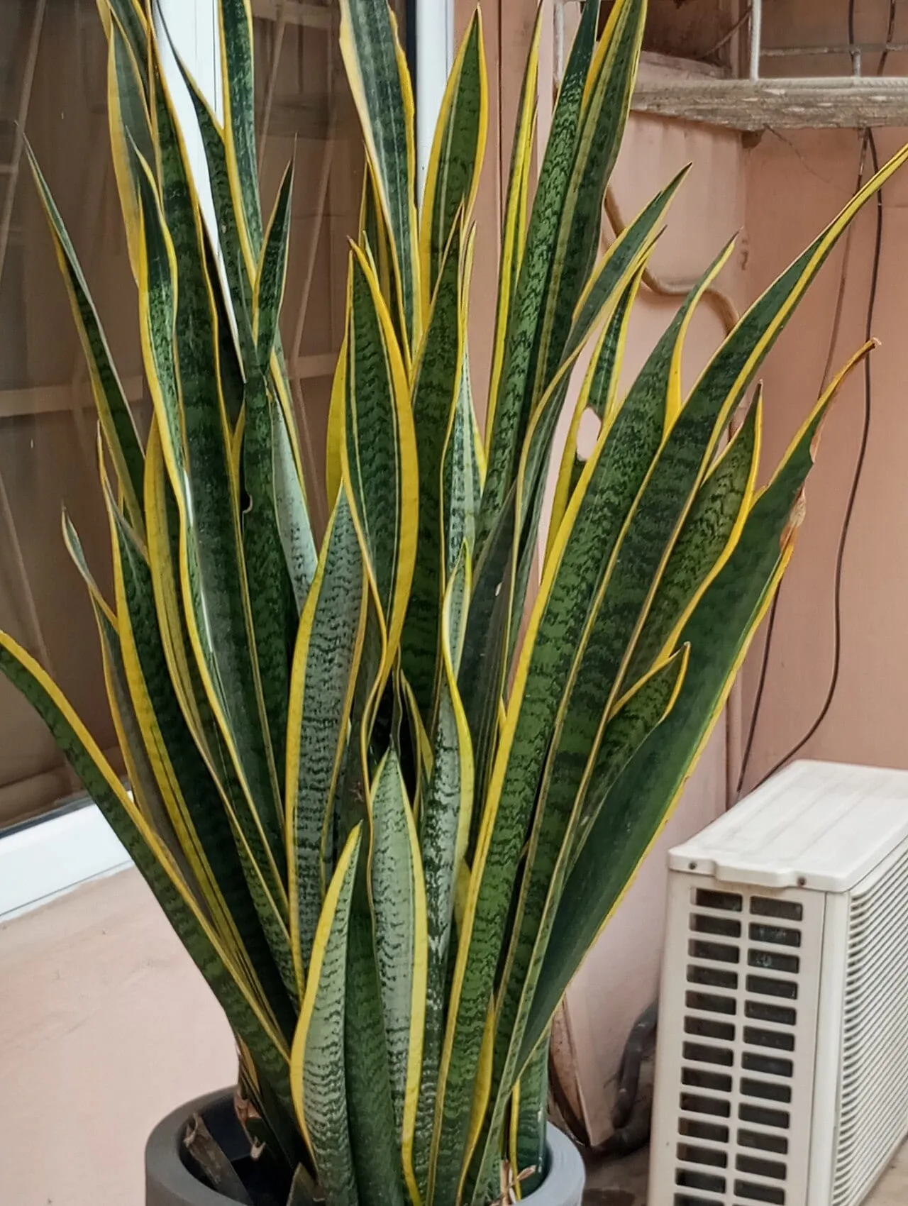 A potted snake plant with yellow-margined leaves, the outer leaves leaning and splaying away from the centre.