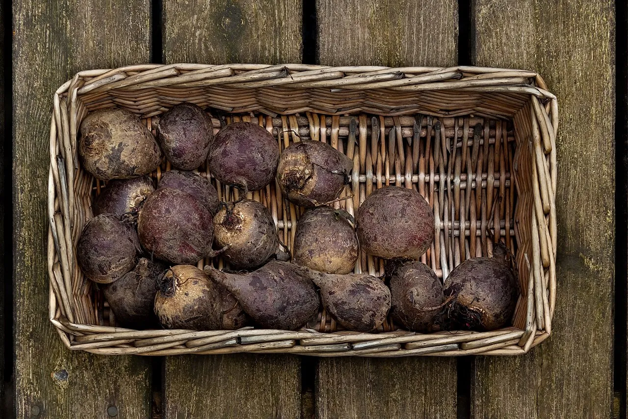 Freshly harvested unwashed beetroots of varying sizes, tops trimmed, filling a wicker basket on weathered decking.