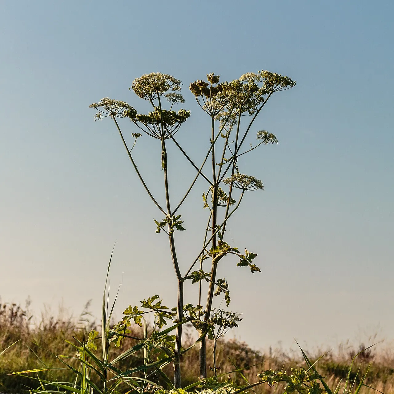 A tall branching angelica plant silhouetted against a pale sky, carrying several large rounded umbels of greenish-white flowers on stout ridged stems above broad divided leaves.