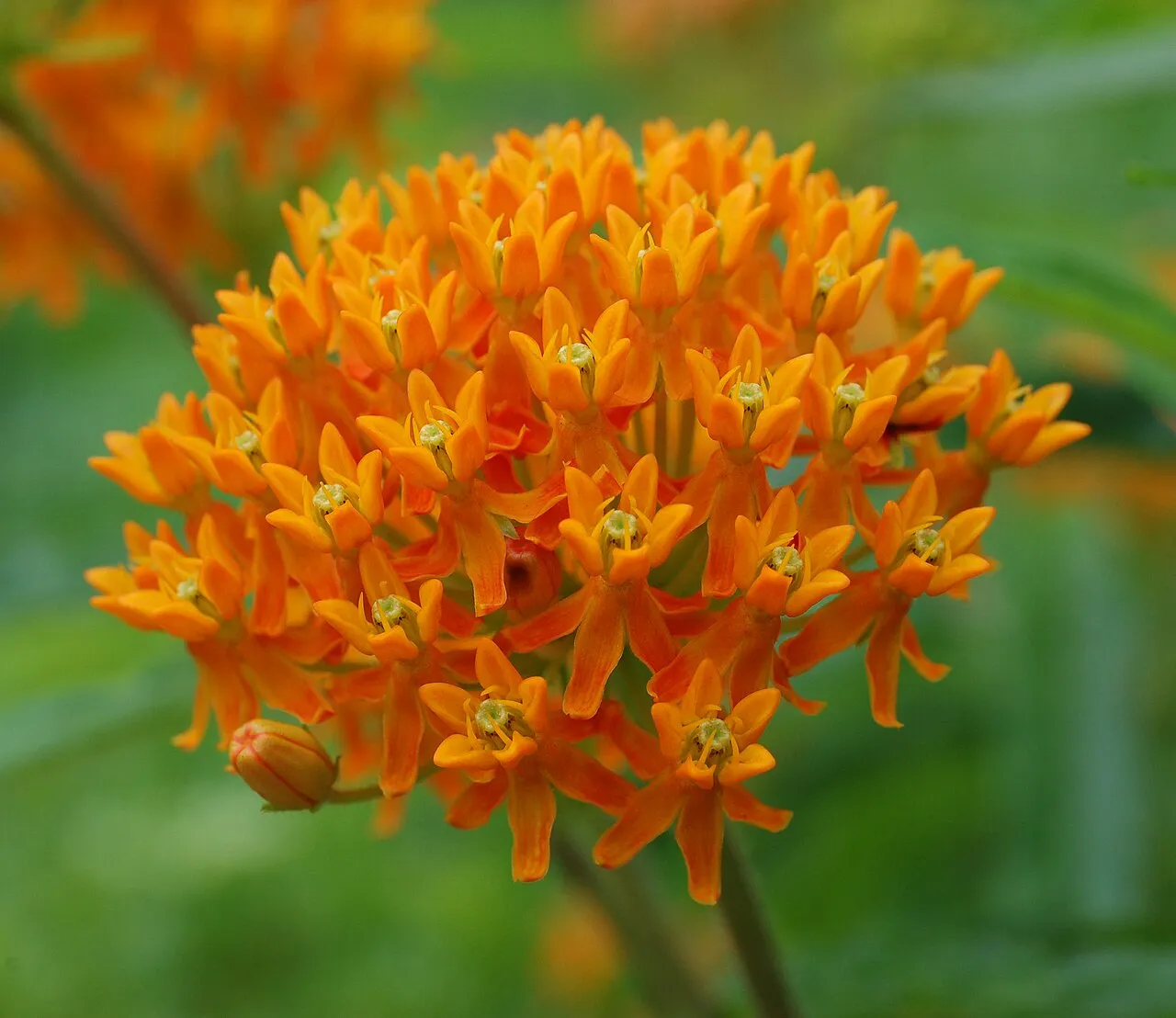 A dense rounded cluster of bright orange butterfly weed flowers, each with five reflexed petals and upright hoods, with unopened buds at the edges.