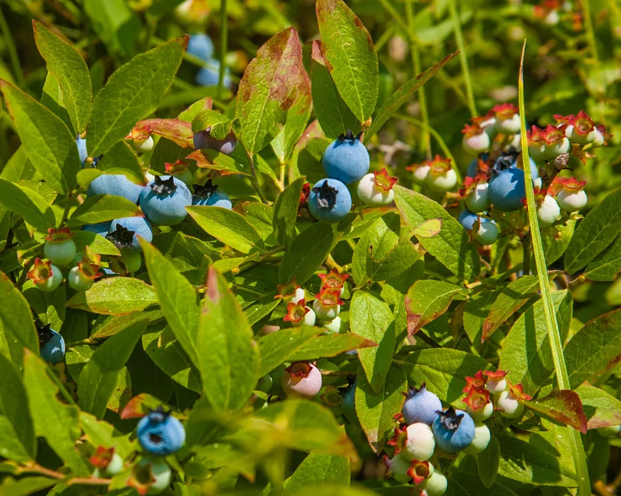 Blueberries at several stages of ripeness on leafy shoots — deep blue ripe fruit with a pale bloom, alongside green and pink-tinged unripe berries, each crowned by a small star-shaped calyx.