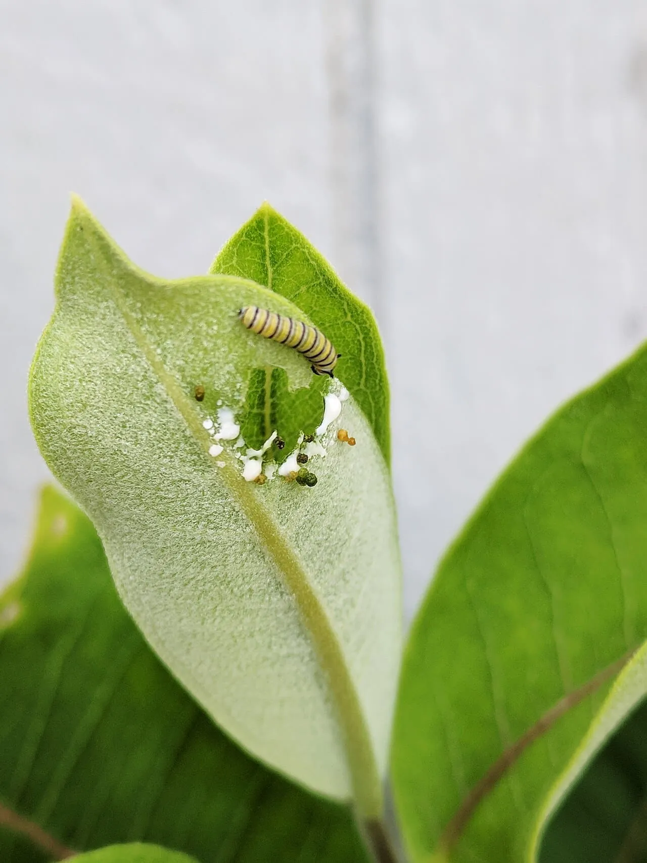 A small monarch caterpillar with black, white and yellow bands feeding on a common milkweed leaf.