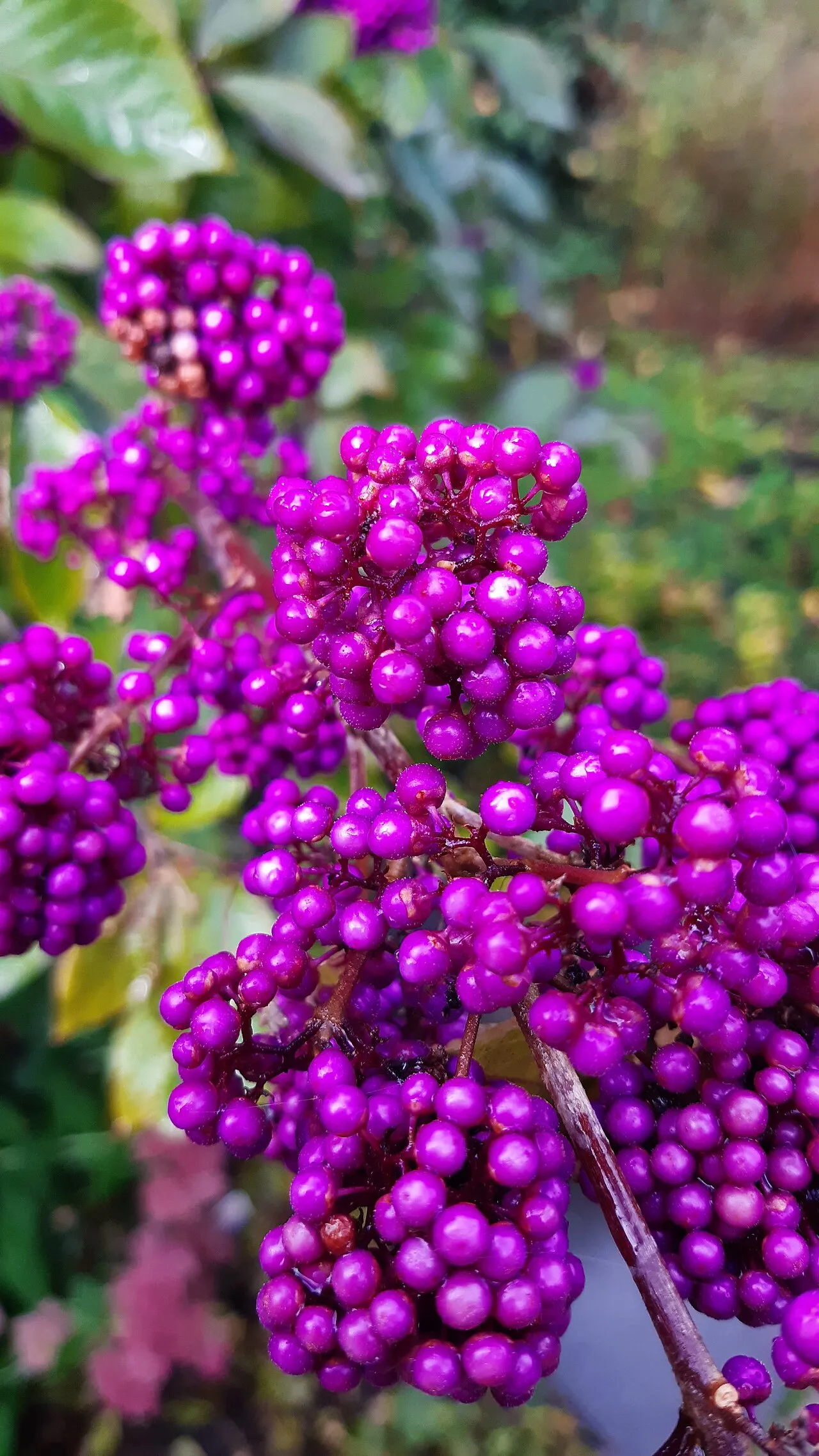 Tight clusters of vivid magenta-purple beautyberry fruits encircling arching woody stems, with green leaves behind.