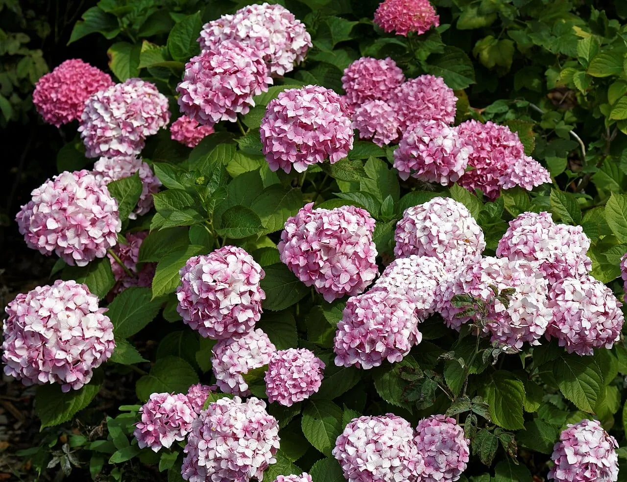 A bigleaf hydrangea covered in dozens of rounded pink and white mophead flower heads above broad green leaves.