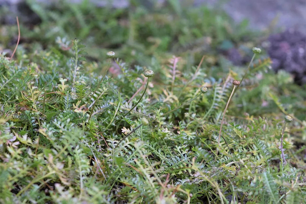 A dense low mat of brass buttons with finely divided fern-like green foliage, dotted with small round greenish button flower heads on thin upright stalks.