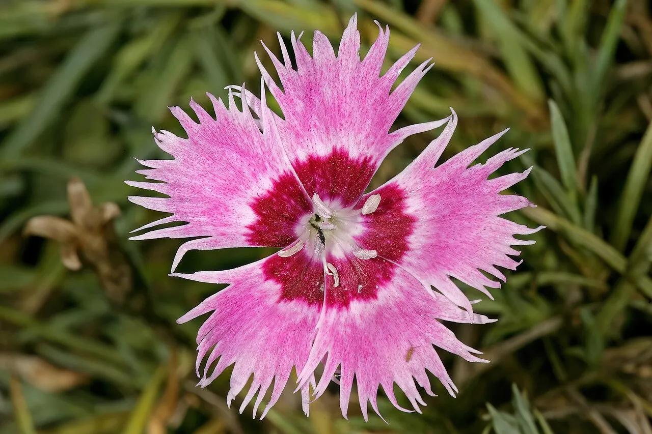 A single pink Dianthus flower with deeply fringed petal edges and a dark crimson centre, growing among narrow blue-green foliage.