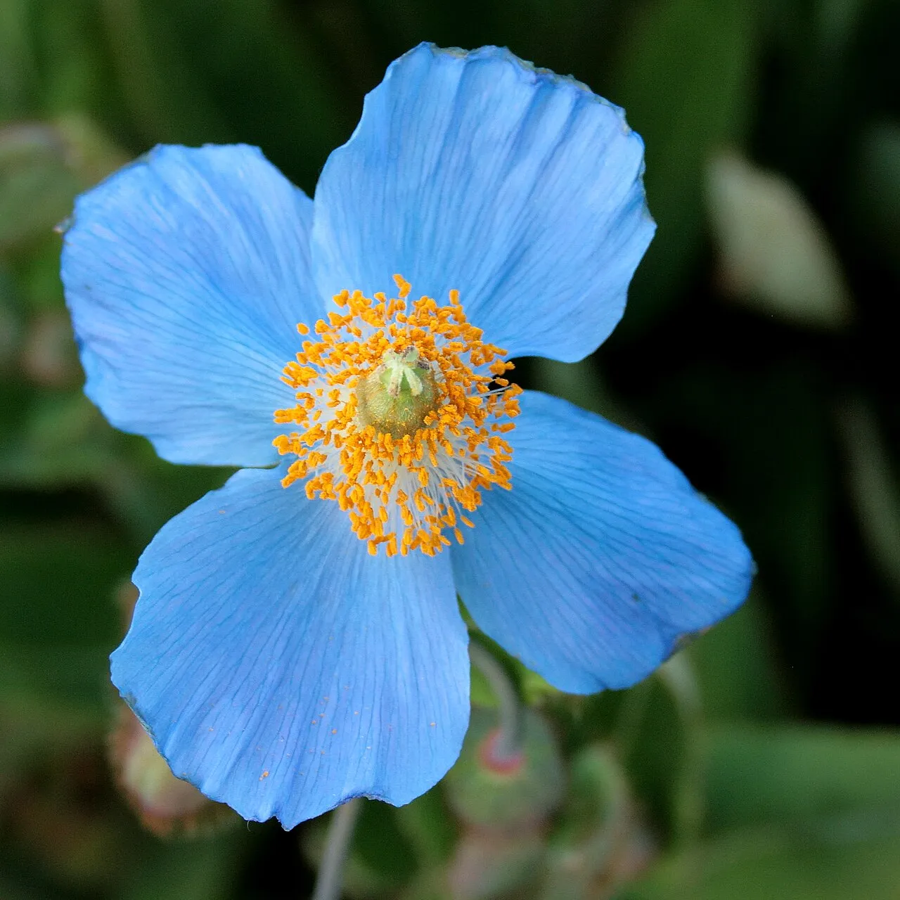 A single sky-blue Himalayan poppy flower with four broad crinkled petals and a dense boss of golden-orange stamens around a pale green ovary.