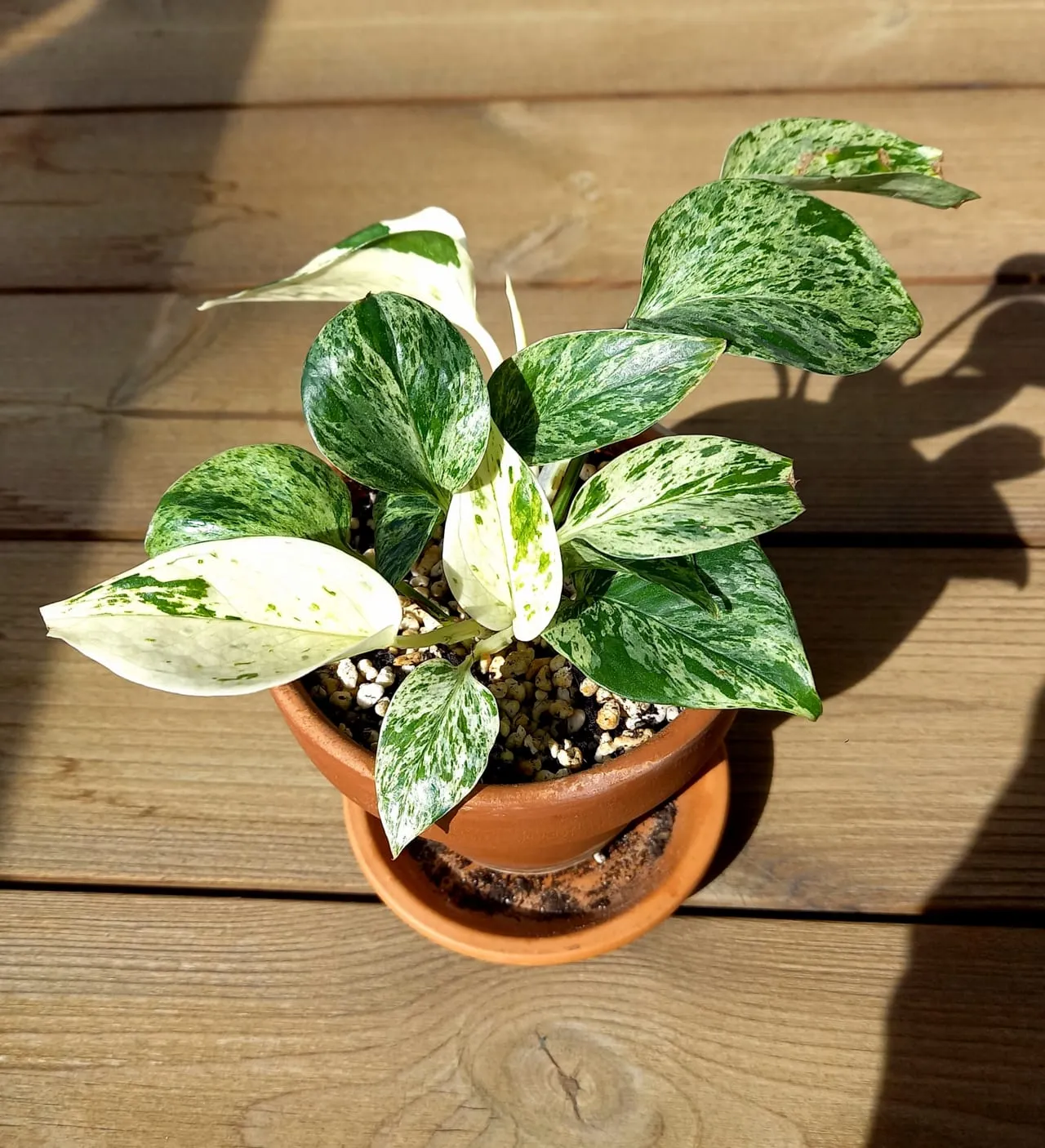 A compact Marble Queen pothos in a terracotta pot, its leaves heavily marbled cream and green, held close together on short stems.