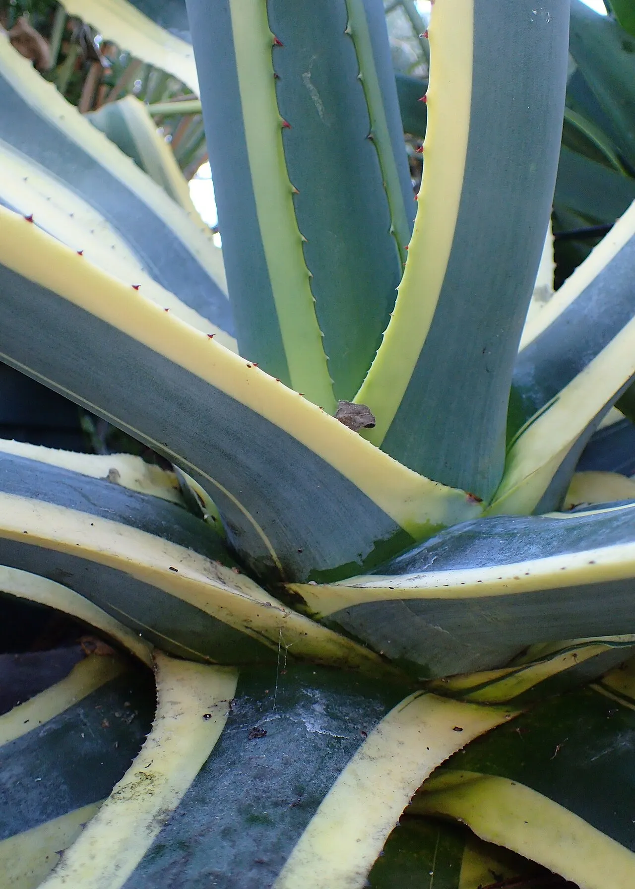 Close view into the centre of a variegated agave rosette, showing thick grey-blue leaves edged in cream with sharp red-brown spines along the margins.