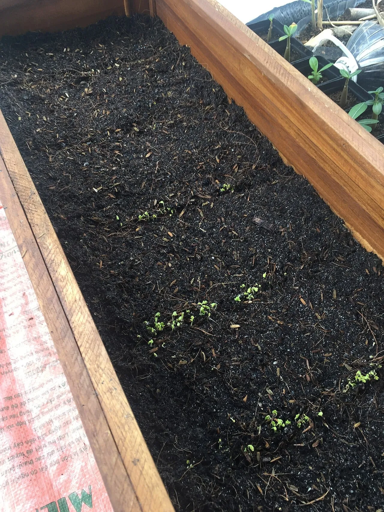 A wooden seed box of dark compost showing patchy germination — short runs of tiny seedlings with wide bare gaps between them.