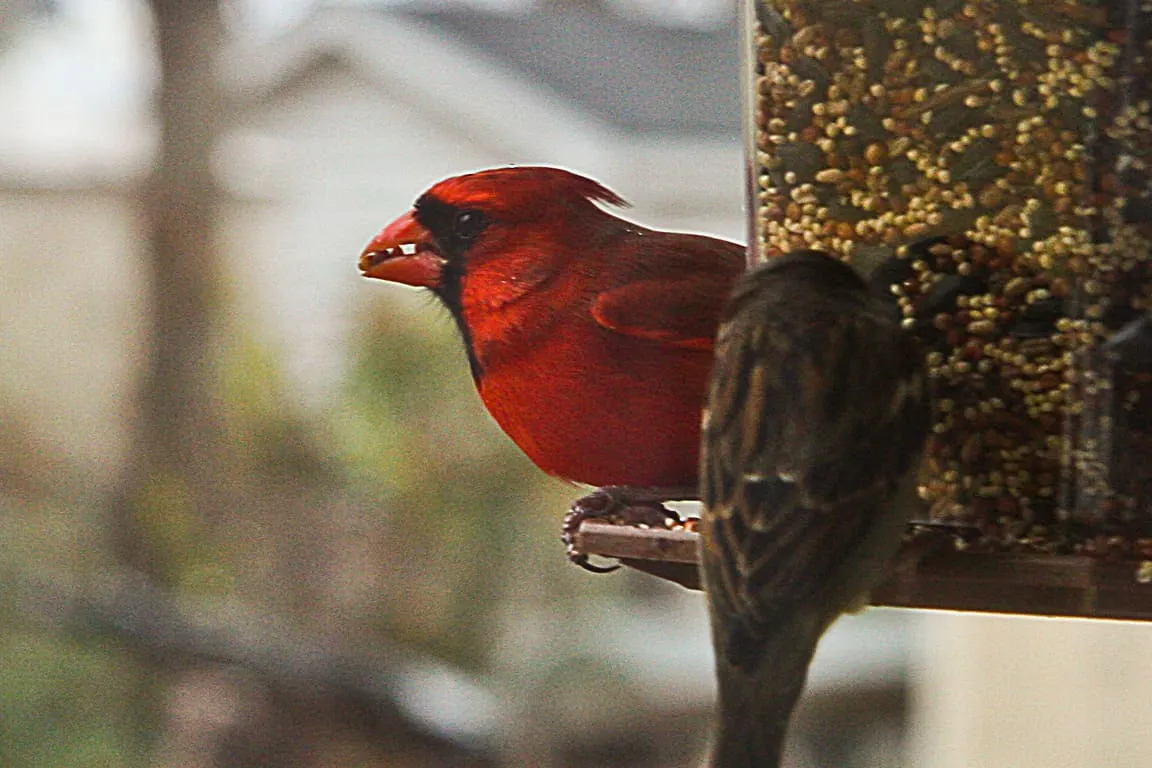A male northern cardinal perched on the rim of a hanging seed feeder.