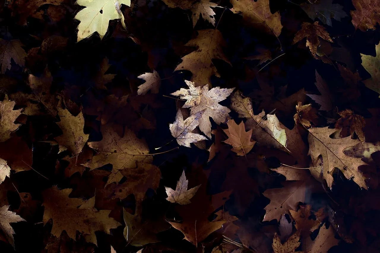 A dense layer of fallen brown leaves covering the ground, seen from directly above.