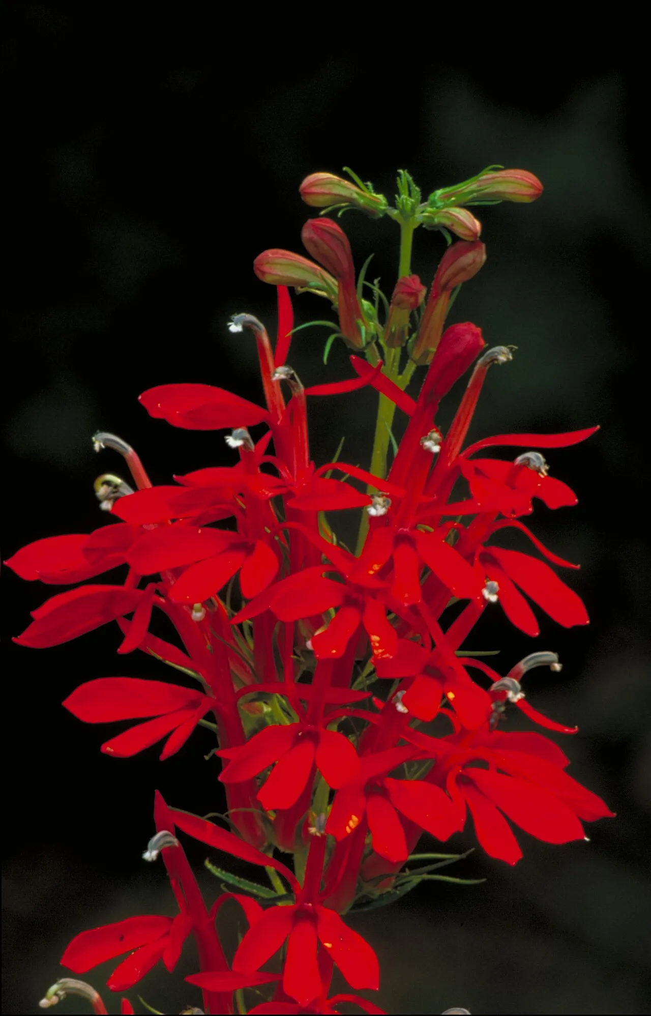 An erect spike of brilliant scarlet cardinal flower blooms, each with a split two-lipped corolla, open at the base with green-tipped buds still closed at the top.