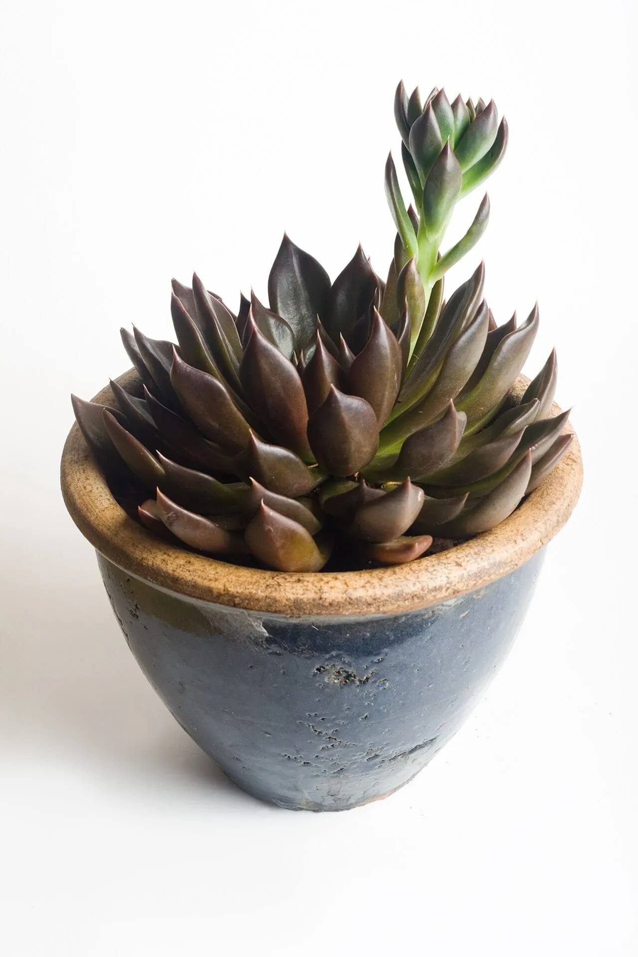 A potted Echeveria 'Black Prince' with dark rosettes and a pale flower stalk rising from the centre.