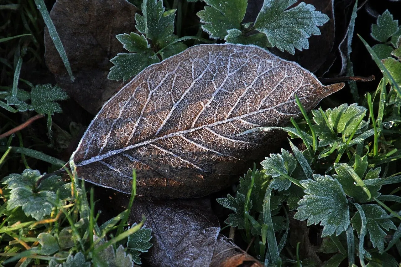 A single autumn leaf edged with needle-like hoarfrost crystals.