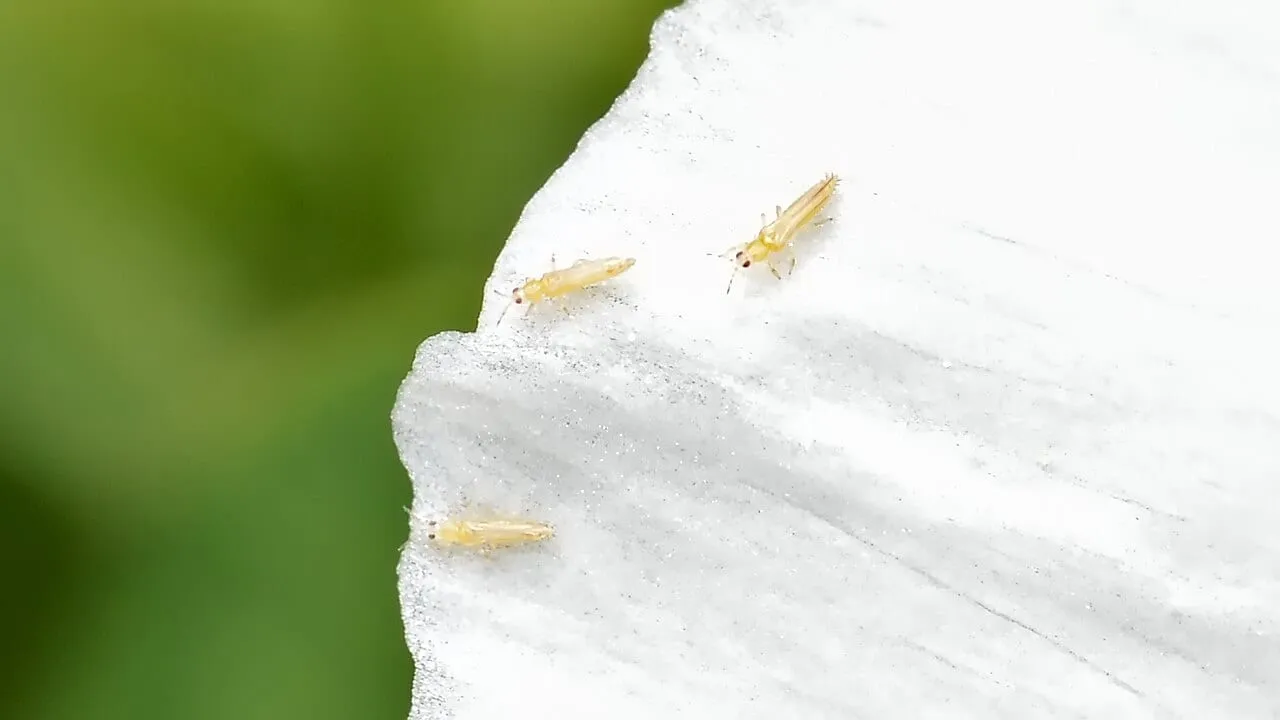 Three slender pale-yellow thrips, each under two millimetres long, on the white petal of a flower.
