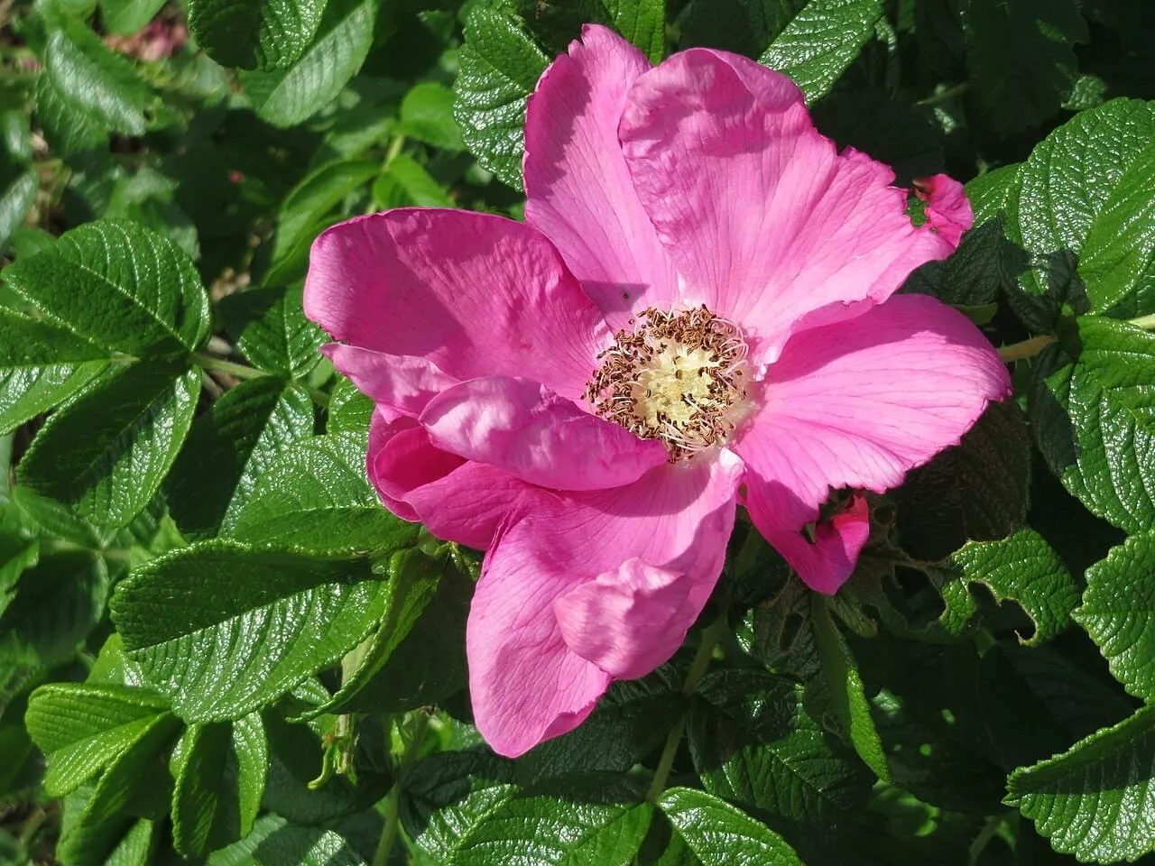 A shrub rose in full flower, covered in open pink single blooms.