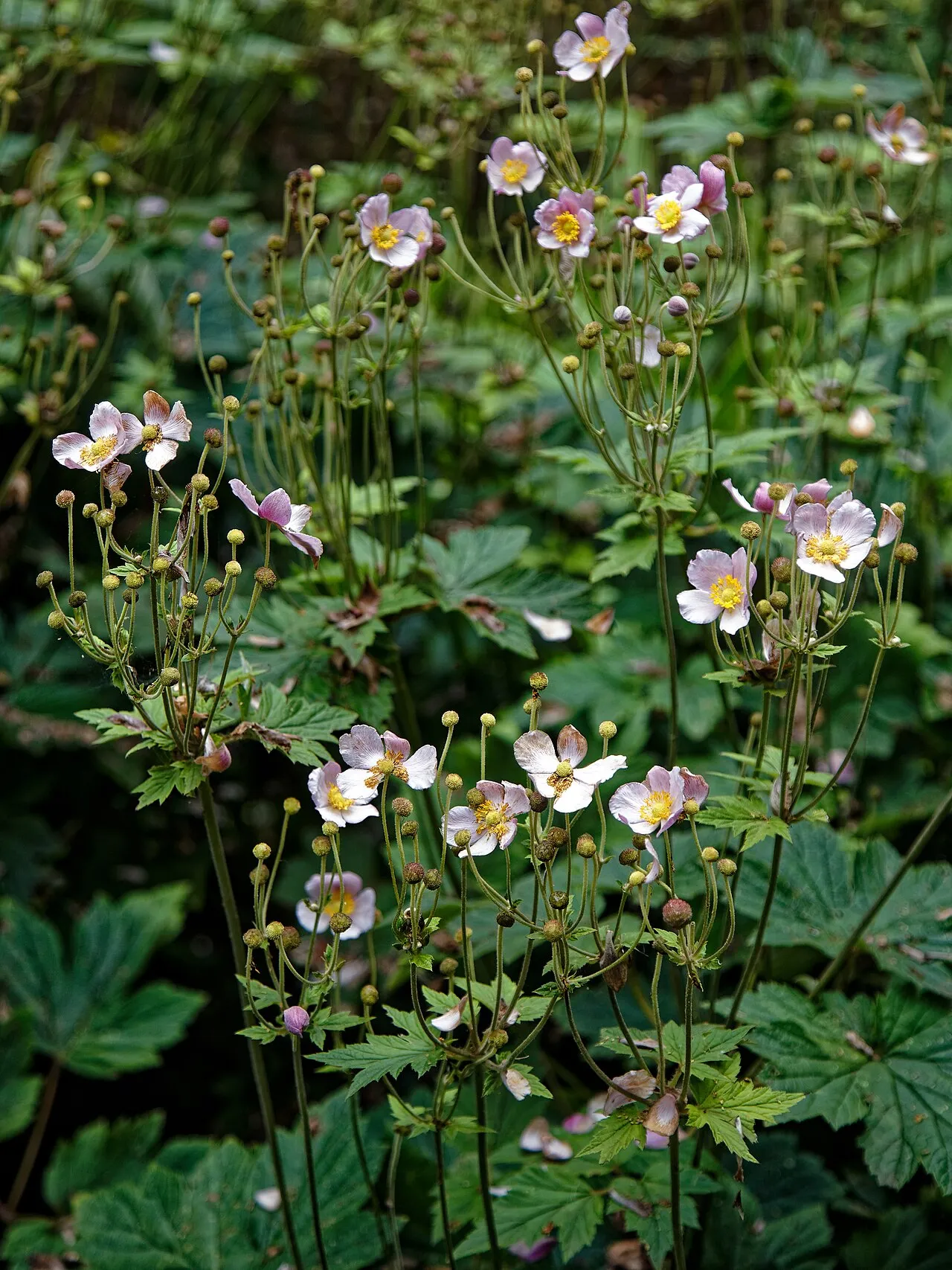 Pale pink Japanese anemone flowers with yellow stamen centres on tall branching wiry stems, above lobed dark green foliage, with round green buds among them.