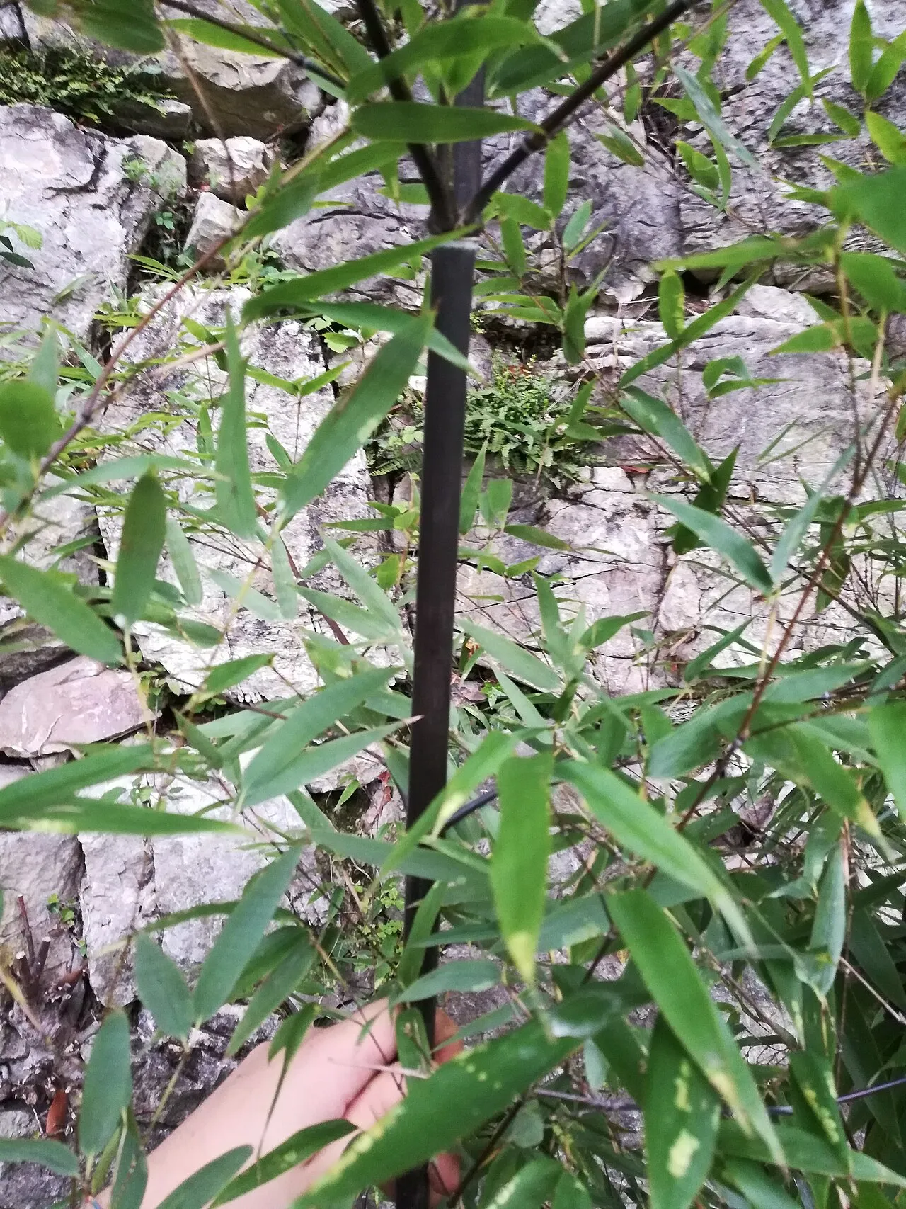 A jet-black bamboo culm rising through slender green leaves against a pale rock face, with thinner brown canes visible behind.