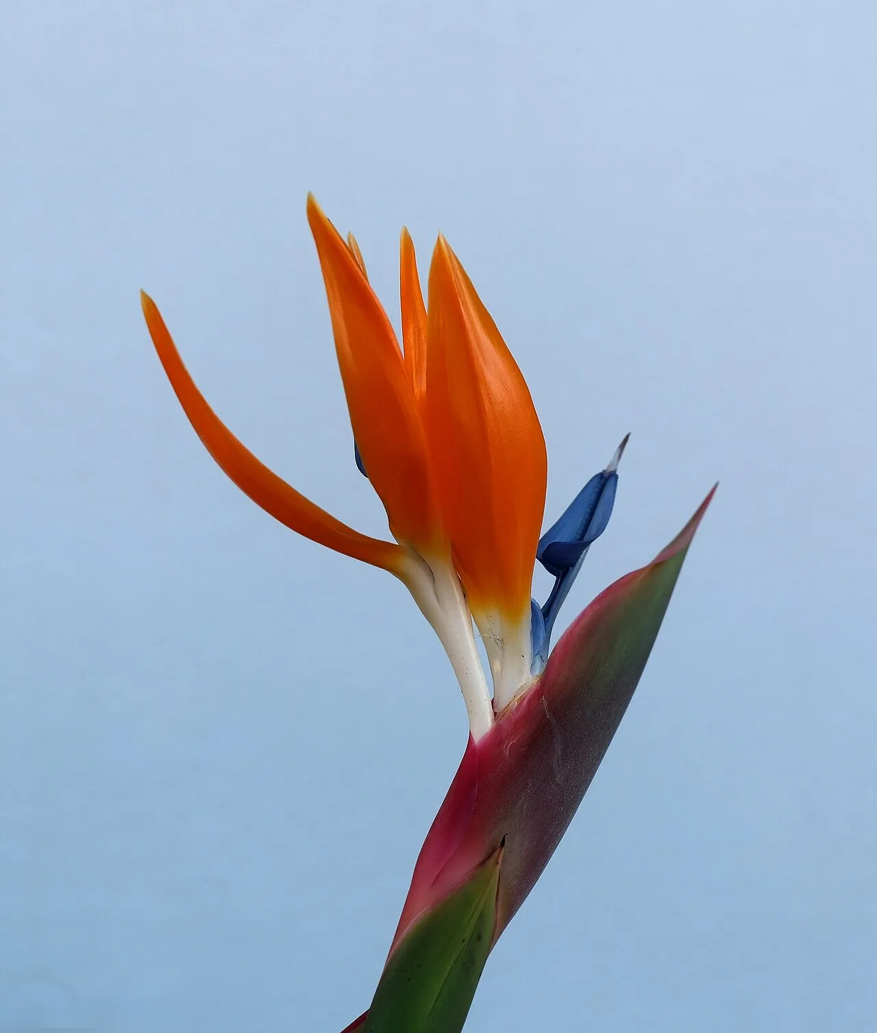 A single bird of paradise flower against a pale sky, with pointed orange sepals fanning upward and a dark blue arrow-shaped petal below, emerging from a pink and green boat-shaped bract.