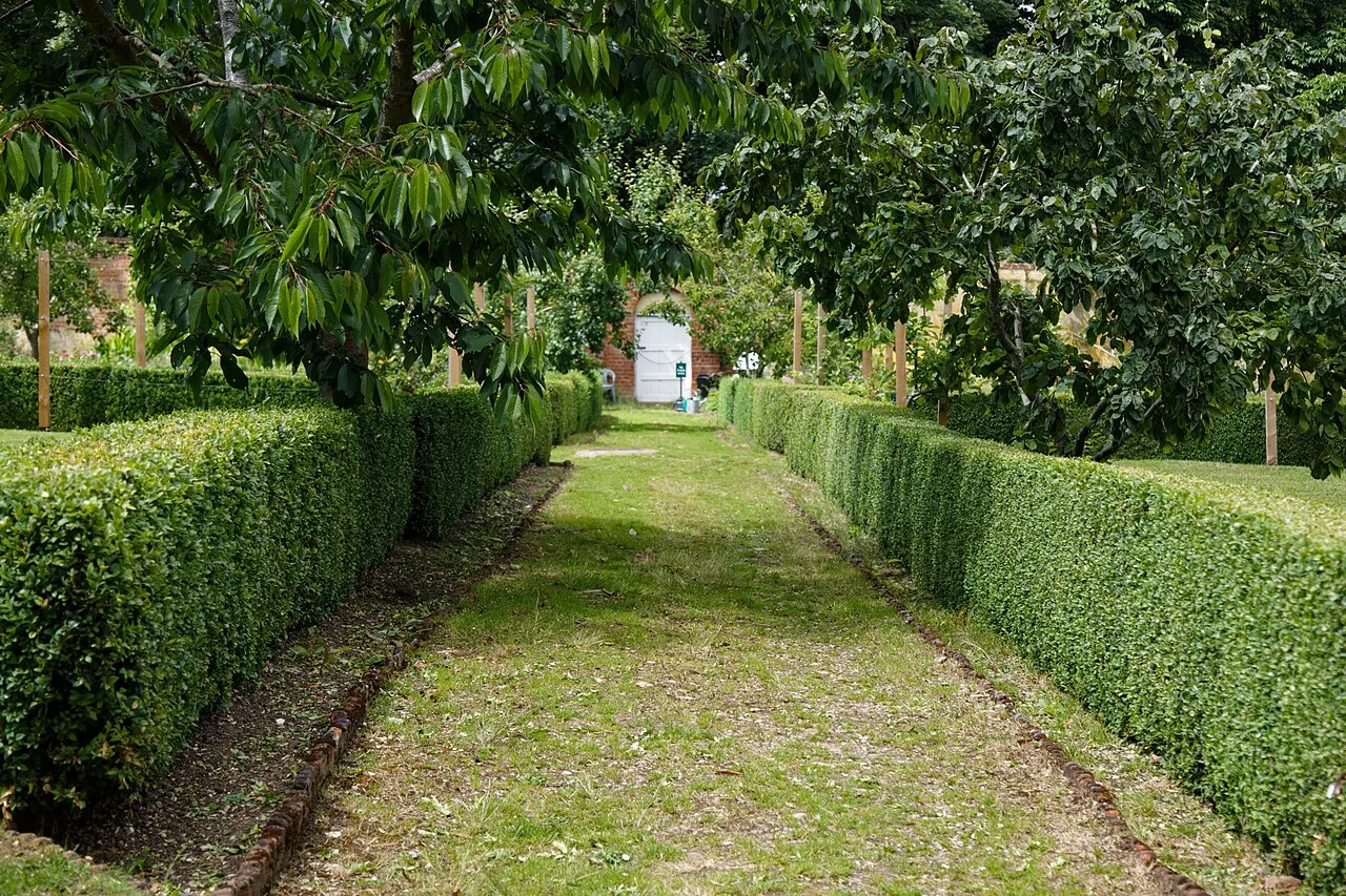 A grass path through a walled garden flanked by low clipped boxwood hedges, with fruit trees overhanging and a white door in the brick wall beyond.