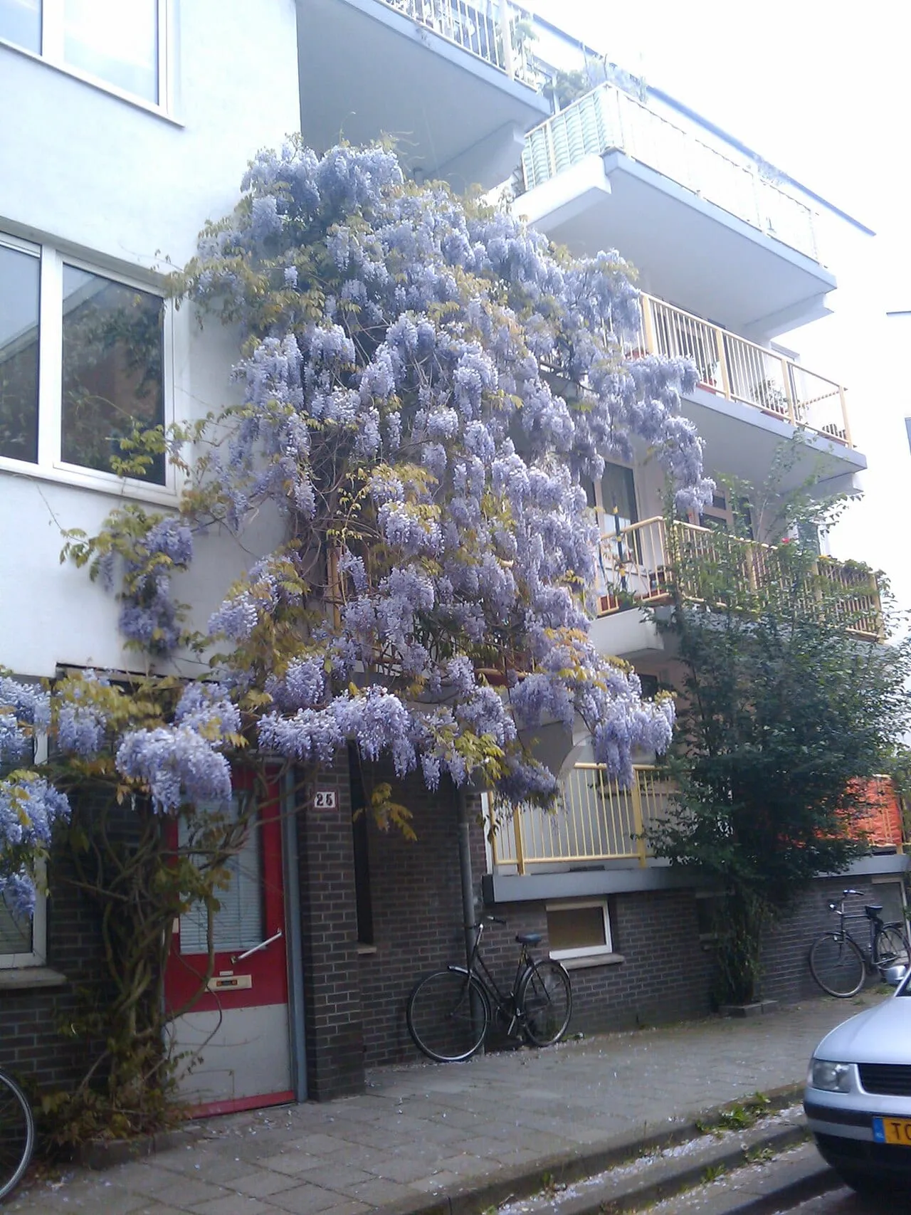 A mature Chinese wisteria in full bloom covering the front of a building, hung with hundreds of pale lilac flower racemes.