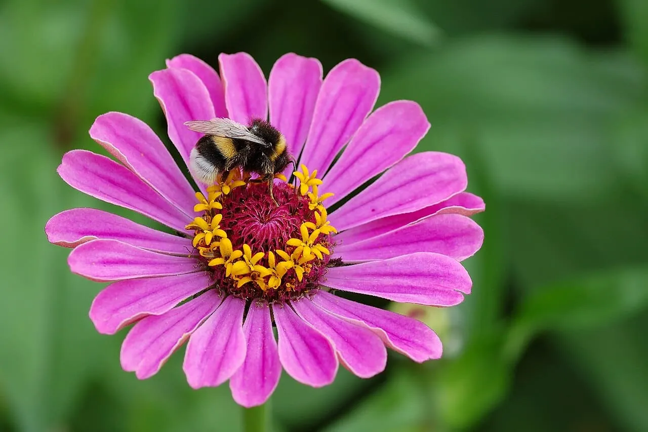 A bumblebee working the centre of an orange zinnia flower, pollen visible on its legs.