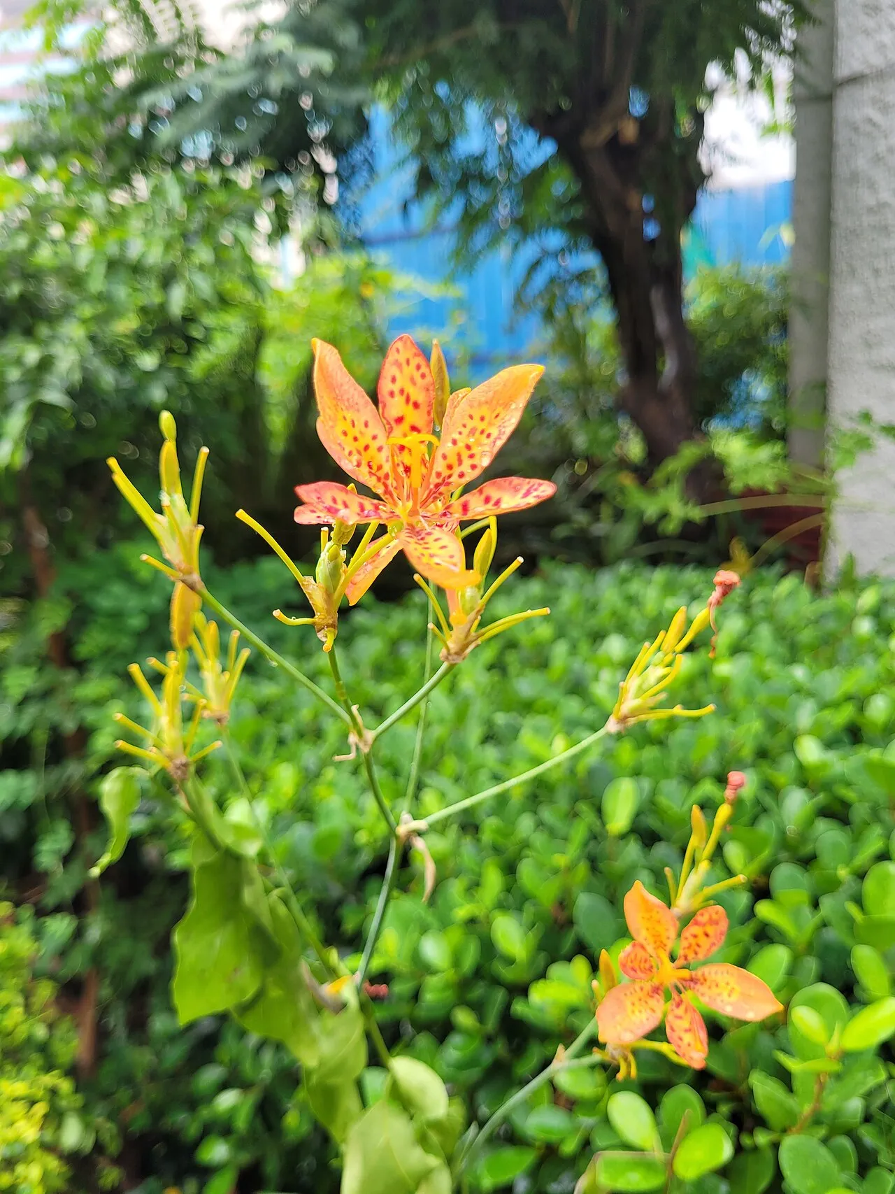 An orange blackberry lily flower with six spreading tepals heavily speckled in red, on a branching green stem, with a second flower and slender green seed pods below.
